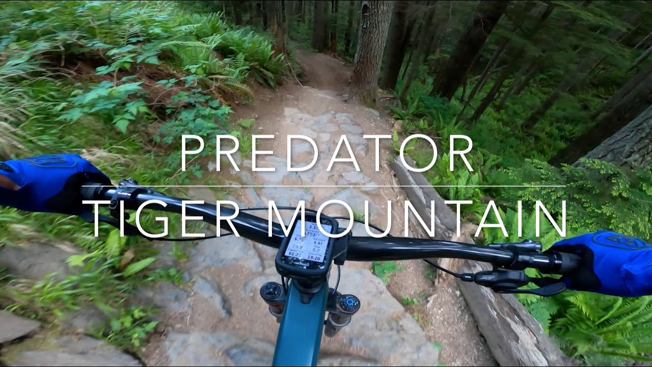 Predator - Tiger Mountain - Issaquah, Washington (2025)