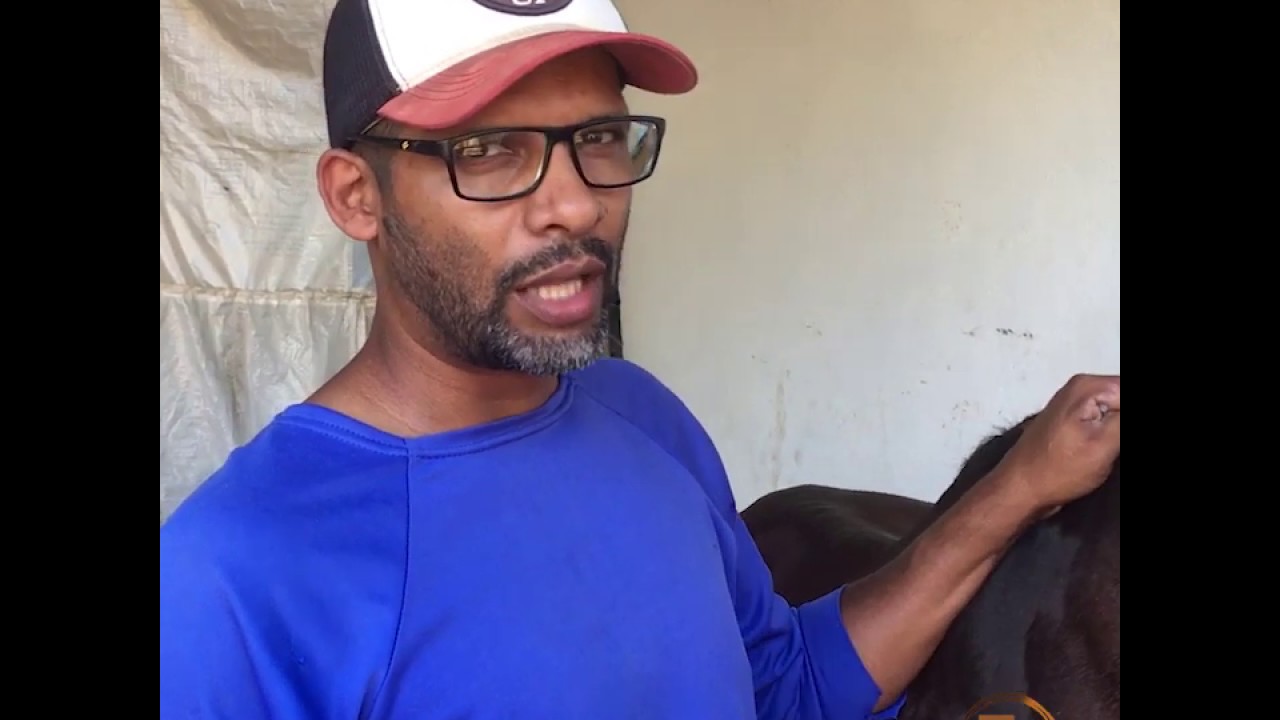 Como aplicar o Dectomax em seu cavalo