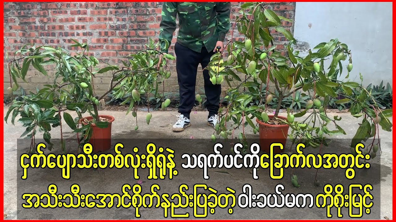ငှက်ပျောသီးတစ်လုံးရှိရုံနဲ့ ခြောက်လအတွင်းသရက်သီး သီးအောင်စိုက်နည်းပြခဲ့တဲ့ စိုးမြင့်
