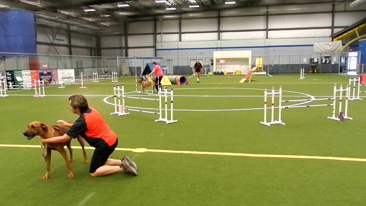 USDAA Agility Trial Pairs Relay Rhodesian Ridgebacks