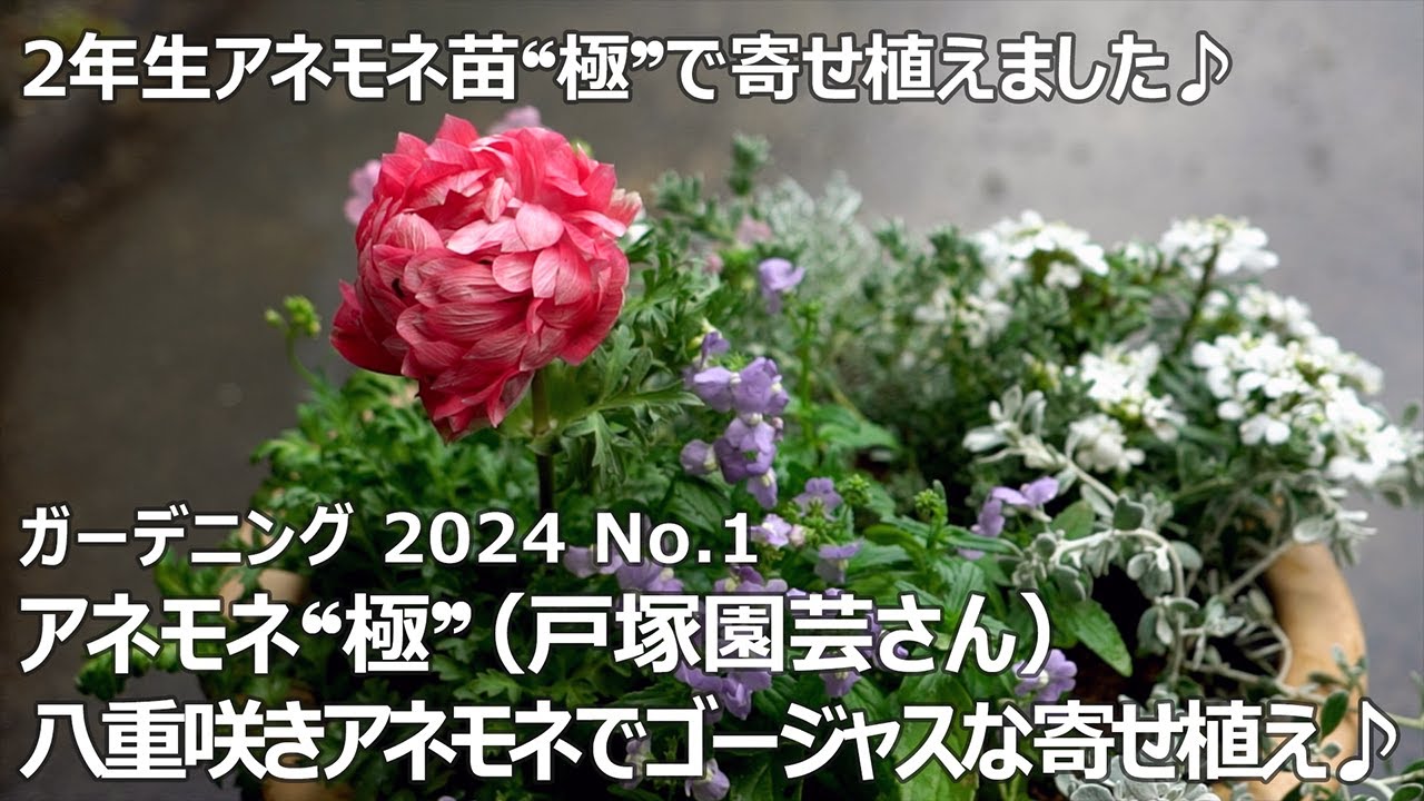 【ガーデニング 2024 No.1】 アネモネ
