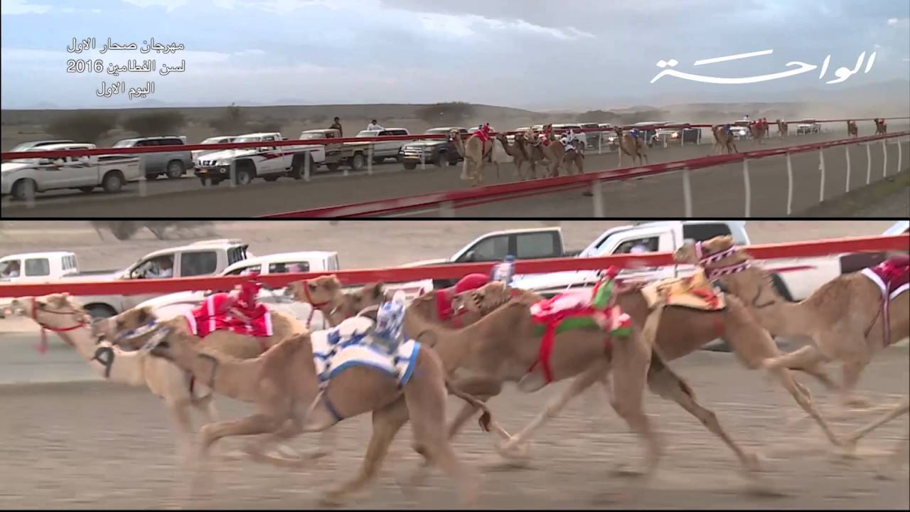 مهرجان صحار الاول لسن الفطامين 2016