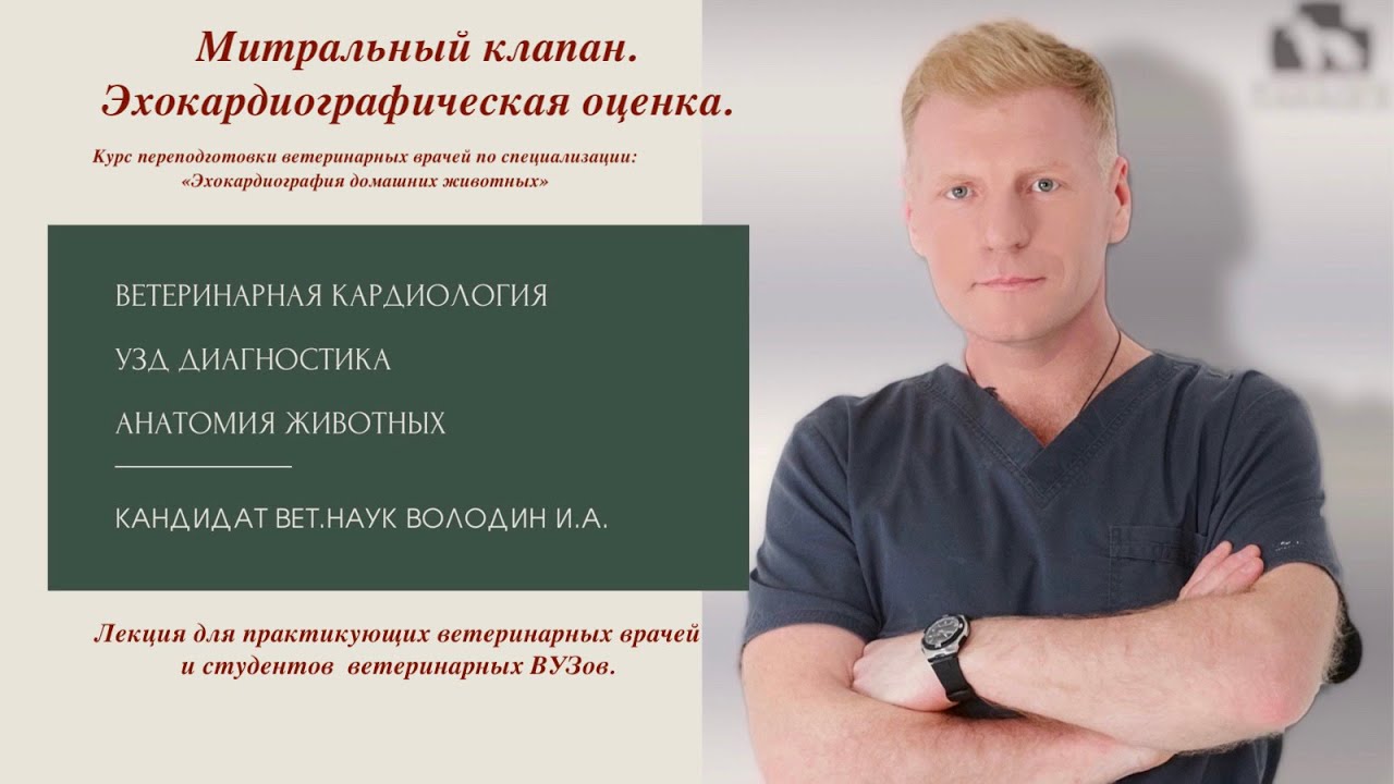 Митральный клапан  Эхокардиографическая оценка