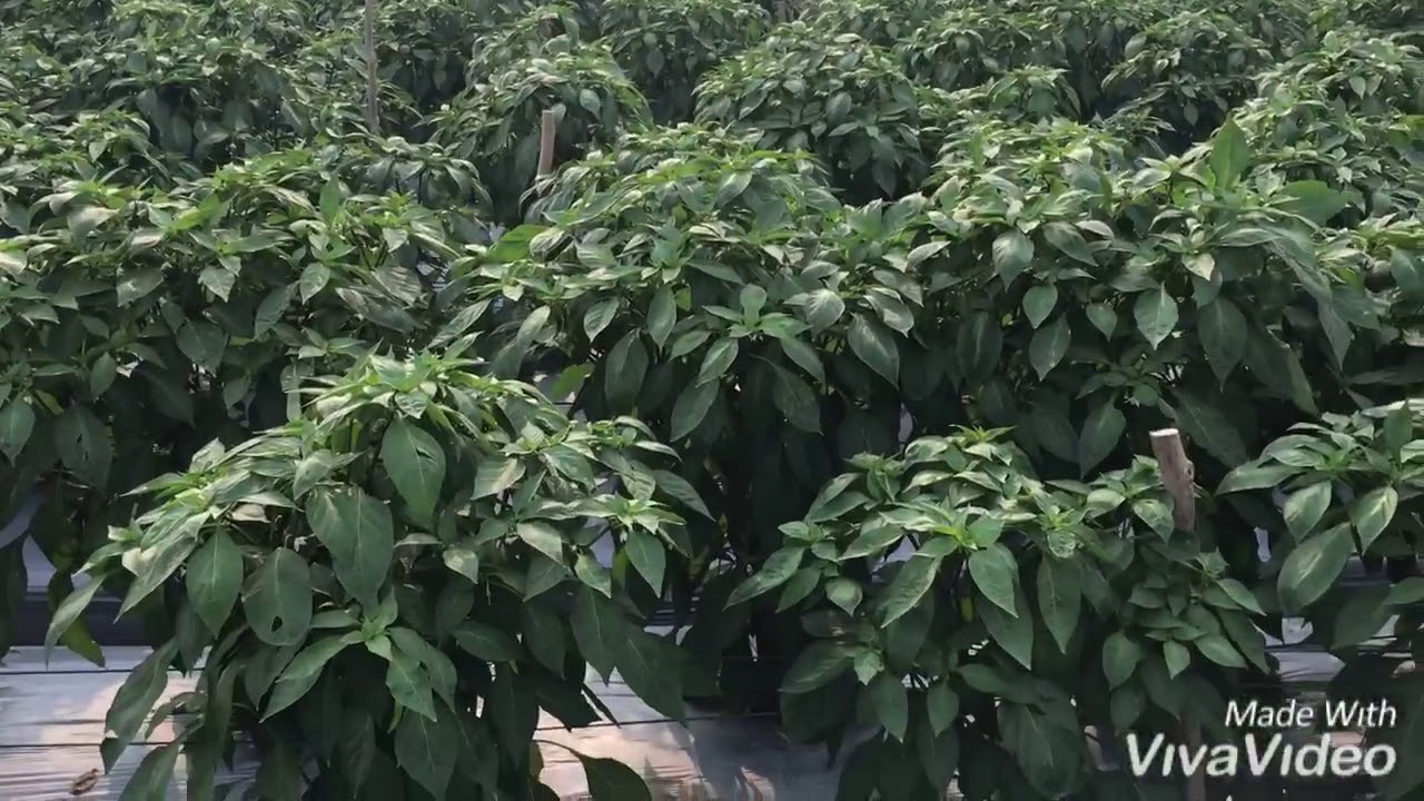 Ớt sừng v&agrave;ng ch&acirc;u phi hướng dẫn c&aacute;ch b&oacute;n ph&acirc;n