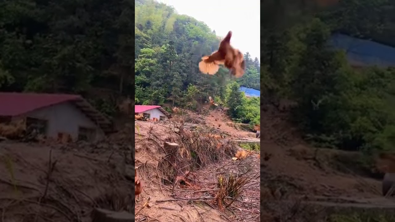 Free Run Chickens On The Mountain 