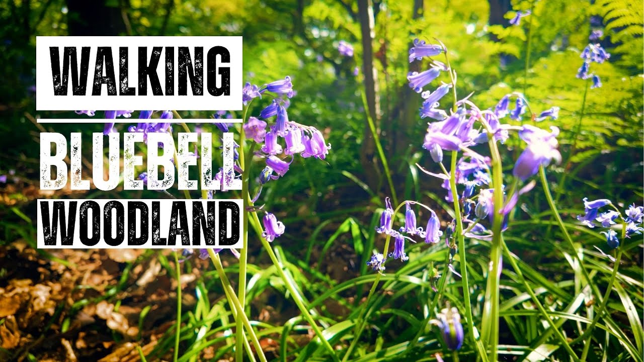Stunning Bluebell Woodland Walk | Spring at its Most Beautiful | English Countryside 4K