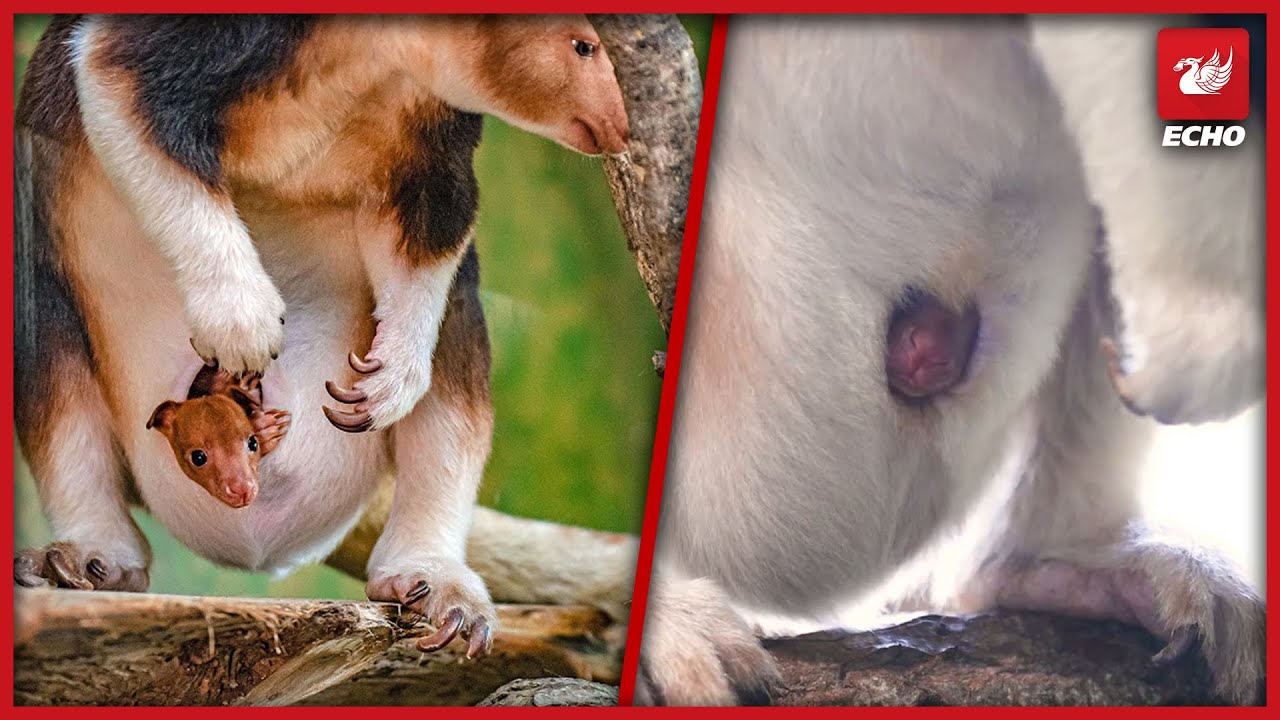 Incredible footage of rare Goodfellow's kangaroo at Chester Zoo inside pouch - @liverpoolecho