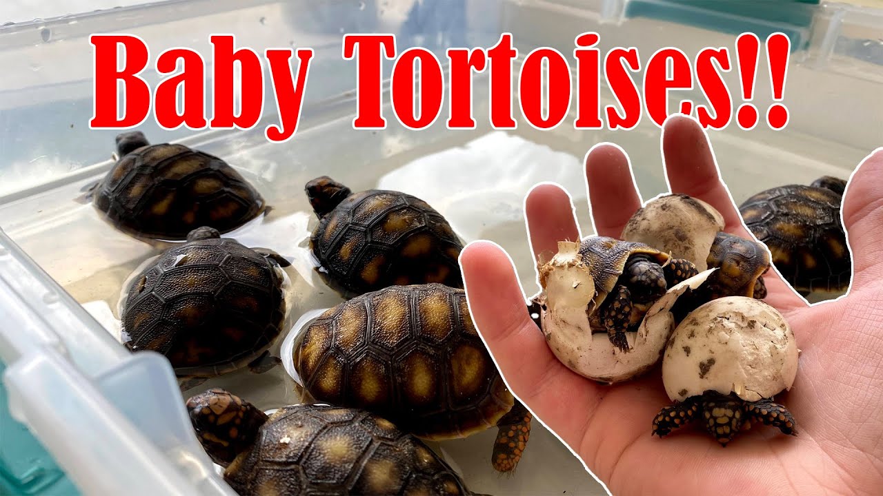 My Tortoise Eggs are Hatching!!