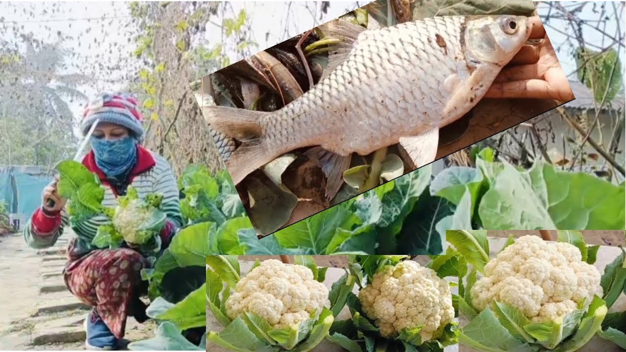 পুকুর থেকে মাছ ধরে বাগানের তাজা ফুলকপি দিয়ে আজ দুপুরের মেনু।