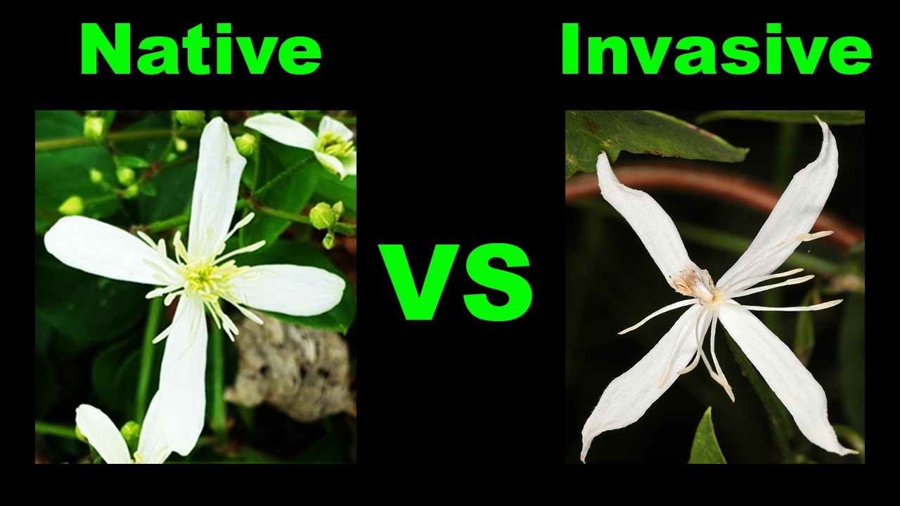 Confusing Clematis! Native vs Invasive -  Know the Difference!