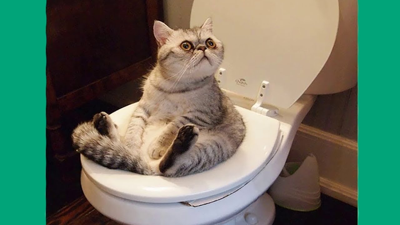 Funny Animal Moments - You won't stop laughing #12