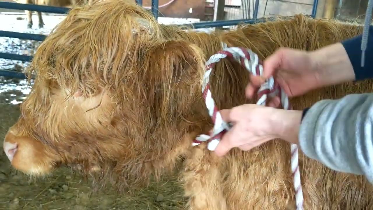 Advanced Halter Training