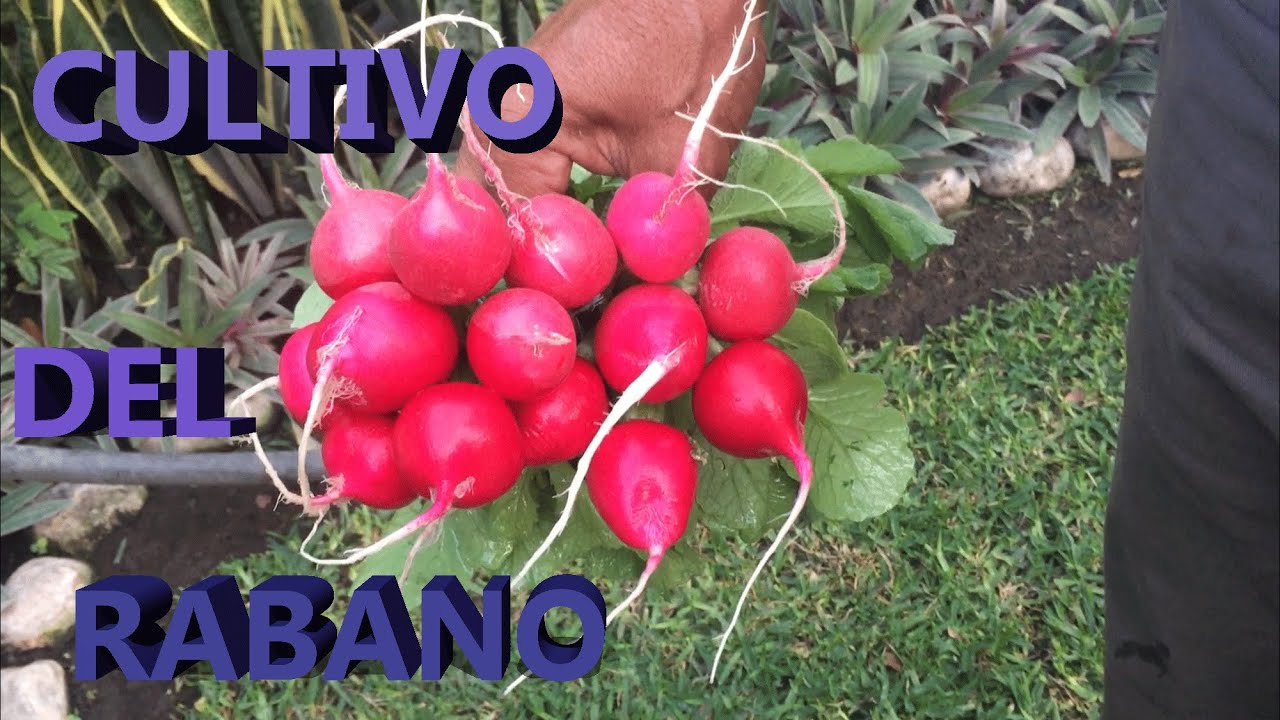EL Cultivo del Rábano