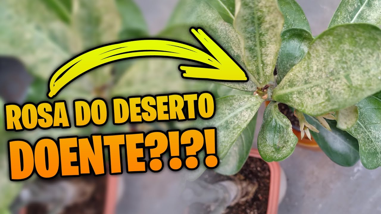 Aprenda como IDENTIFICAR e SALVAR uma rosa do deserto doente