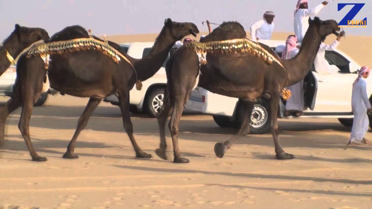 منقية 