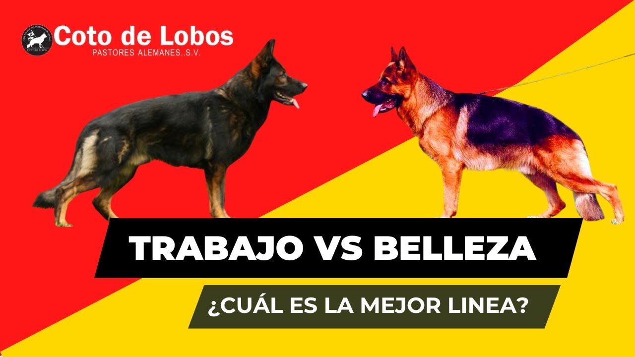 Pastor Alemán: Diferencias Entre Líneas de Trabajo y Líneas de Belleza 🐺 Anatomía Explicada