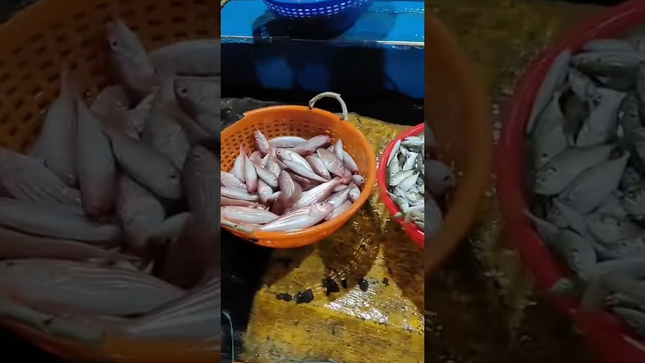 Pondicherry Harbour Fish market vlog Tamil #pondicherry #harbour #fish#fishmarket #food#vlog#shorts