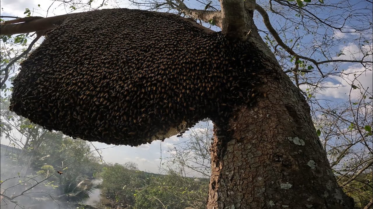 Bắt tổ ong khủng trên cây to Tập3