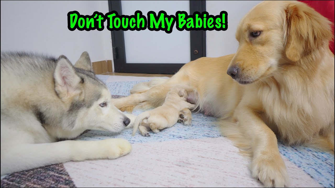 Golden Retriever Mom Protects Her Puppies — Even from Her Best Friend Husky!