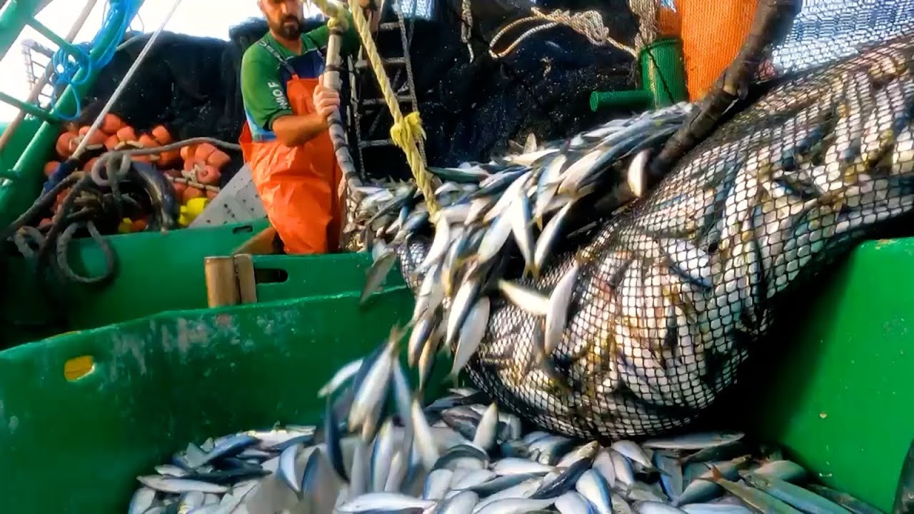 Agro Saúde e Cooperação - Pesca da Sardinha
