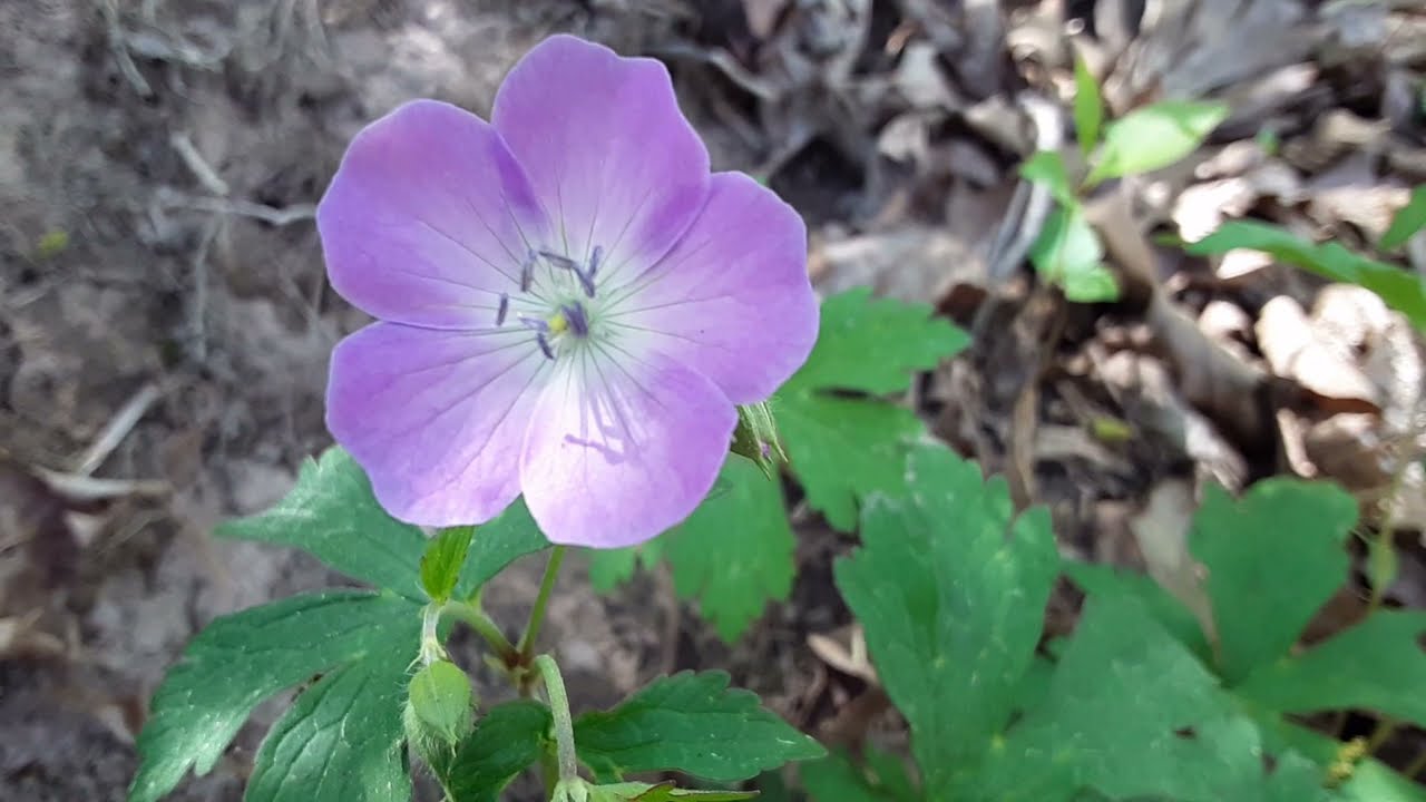Wild Geranium (Geranium maculatum)