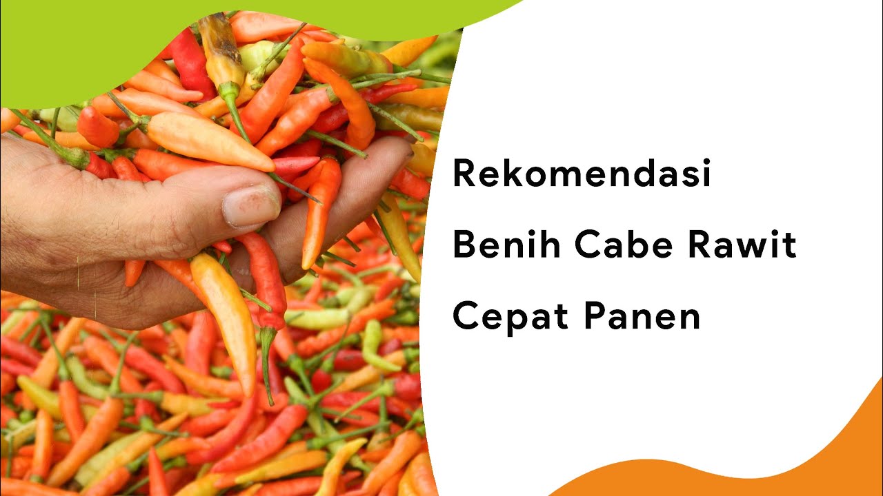 5 Benih Cabe Rawit Cepat Panen