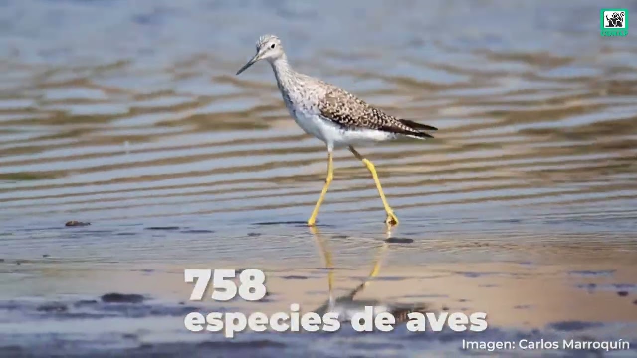 Las aves migratorias conectan al mundo 🌎