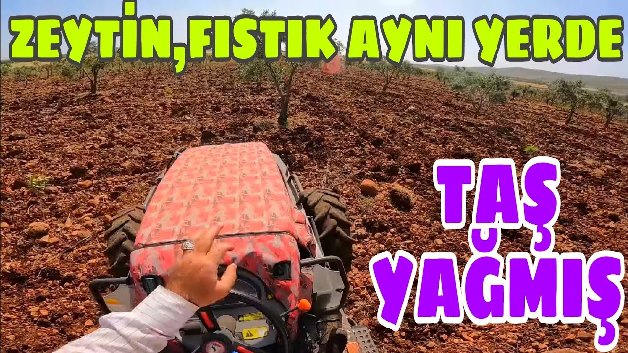 ANTEP FISTIĞI ANÇLARINA ZORLU, TAŞLI SÜRÜM. ..