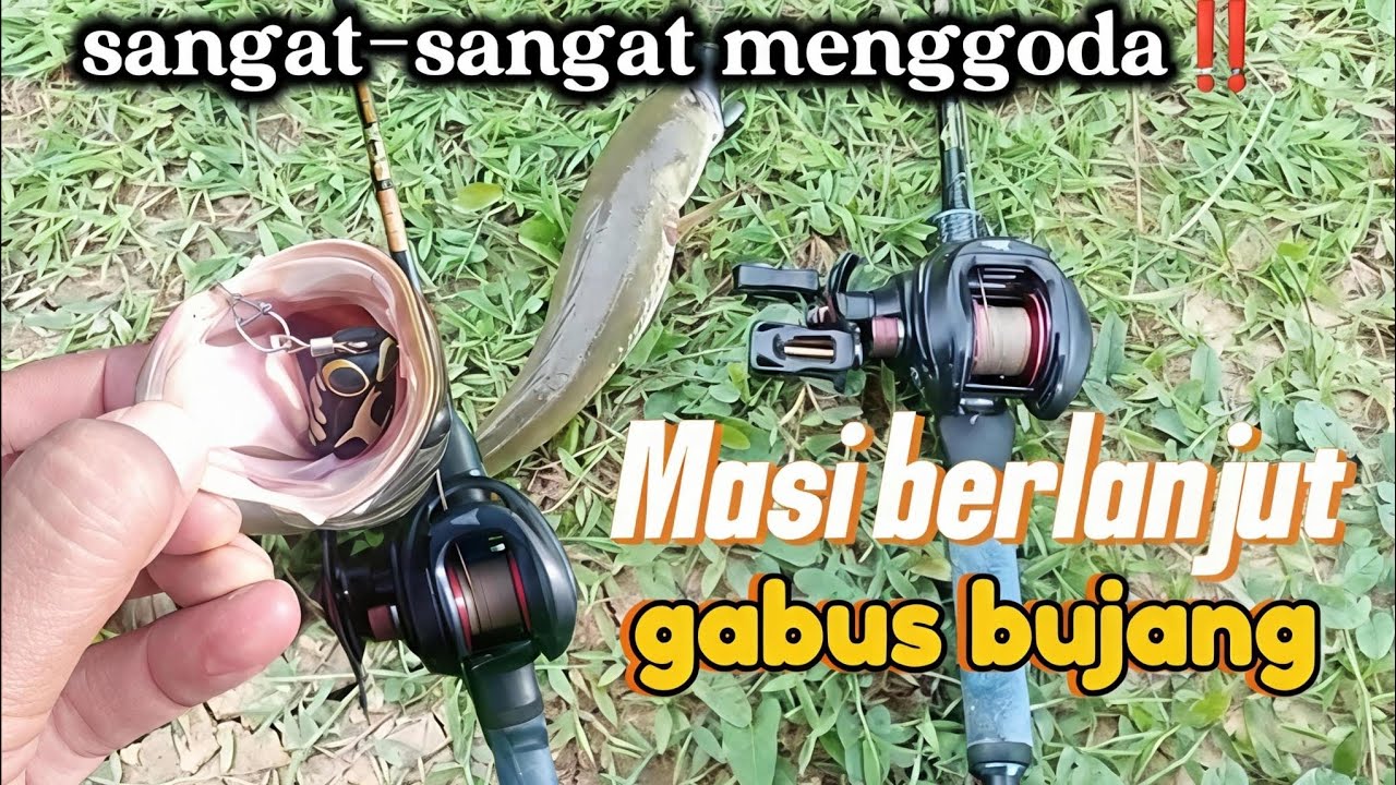 GABUS BUJANG❗ ❗MASI BERLANJUT.