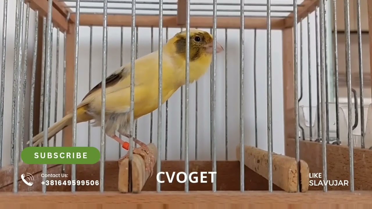 Kanarinac Slavujar analiza pesme