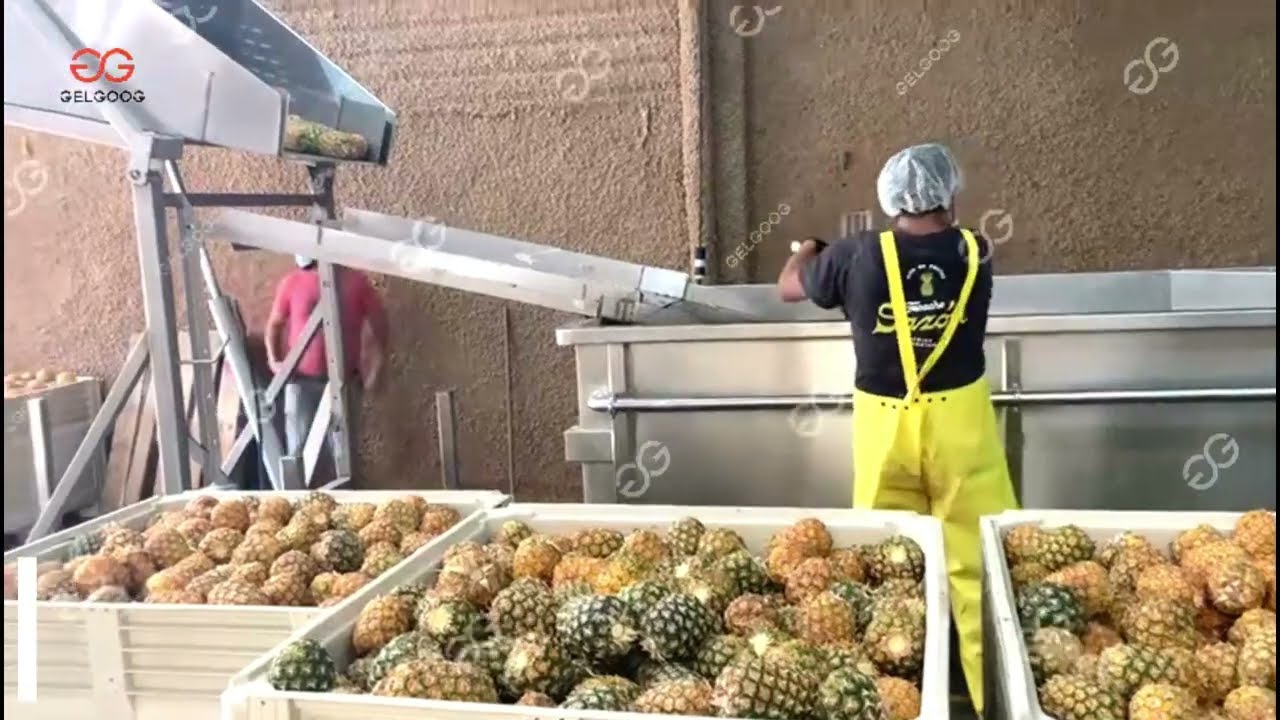 Pineapple Processing Plant Cost