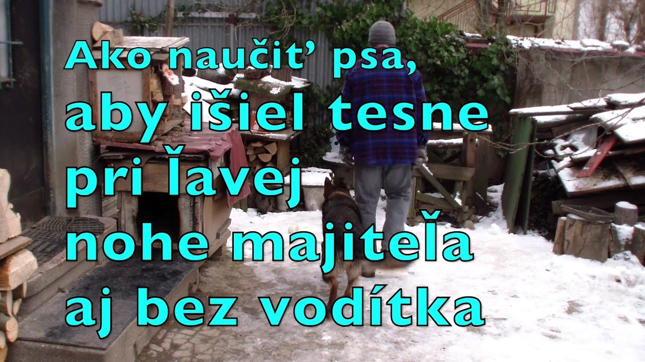 Ako naucit psa, aby isiel tesne pri lavej nohe majitela aj bez vodítka 2018