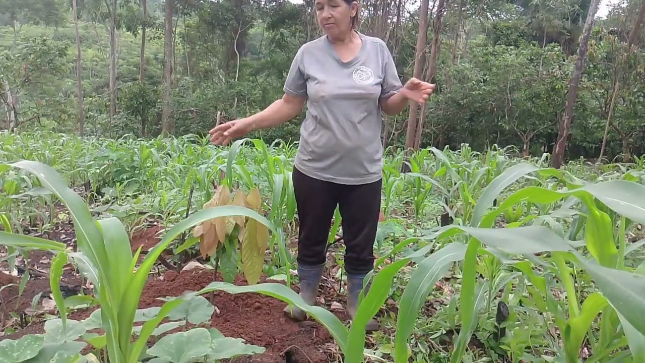 Muito trabalho na roça carpindo o milho cuidado das galinhas 