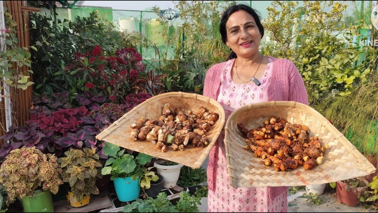 Harvesting pure vegetables from my terrace garden | Rashmi's World - Create to Decorate