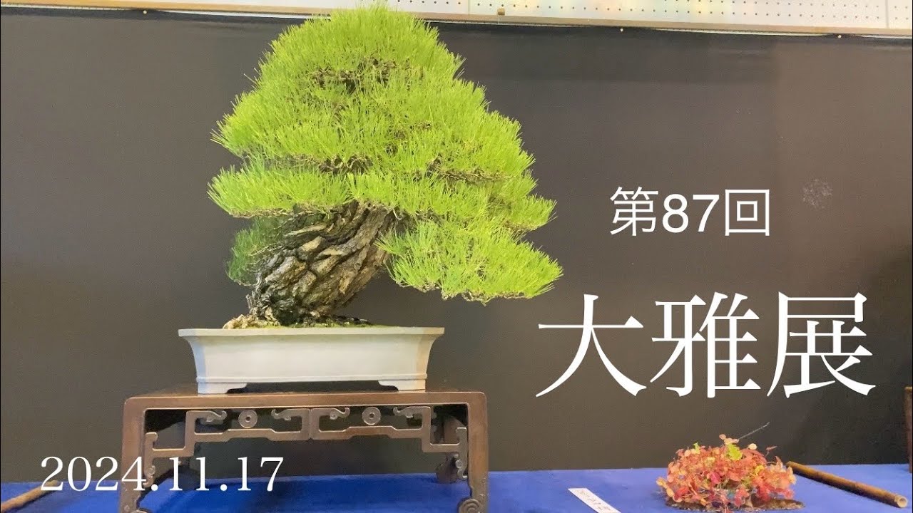 第87回大雅展より2024.11.17