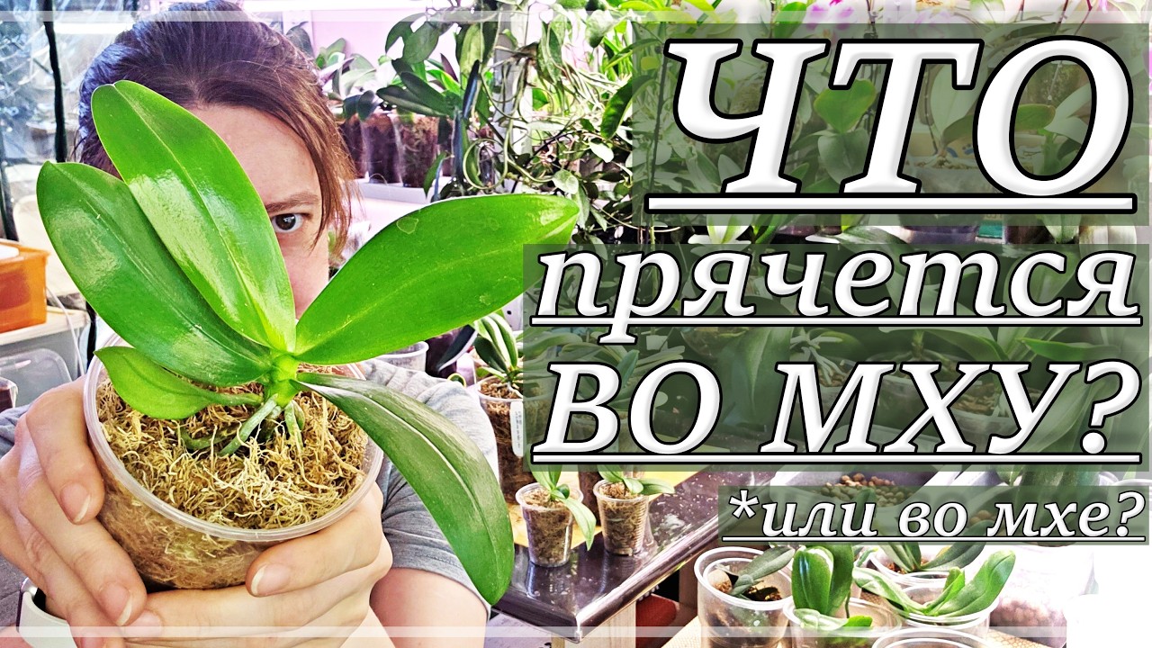КАК Вырастают Орхидеи За ПОЛТОРА ГОДА? Зачем ПРЯТАТЬ Корни? Пересадка Орхидей-Фласят Из Мха В МОХ!