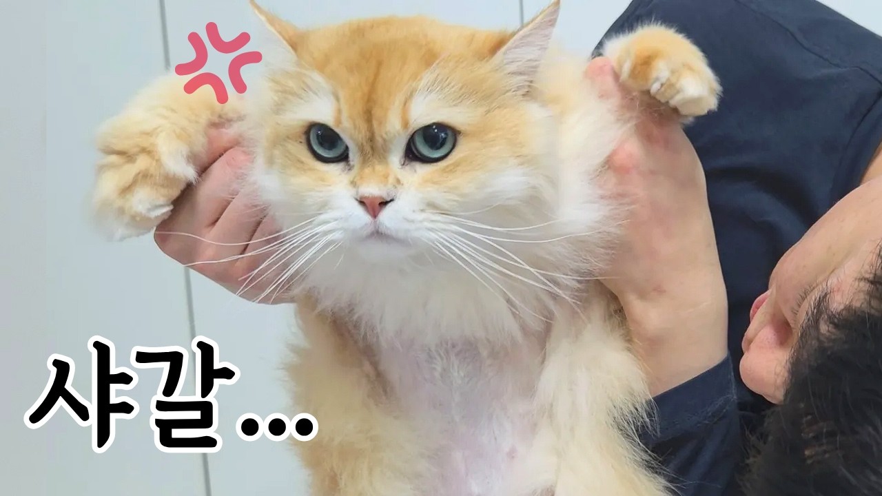 고양이 겨털 미는법
