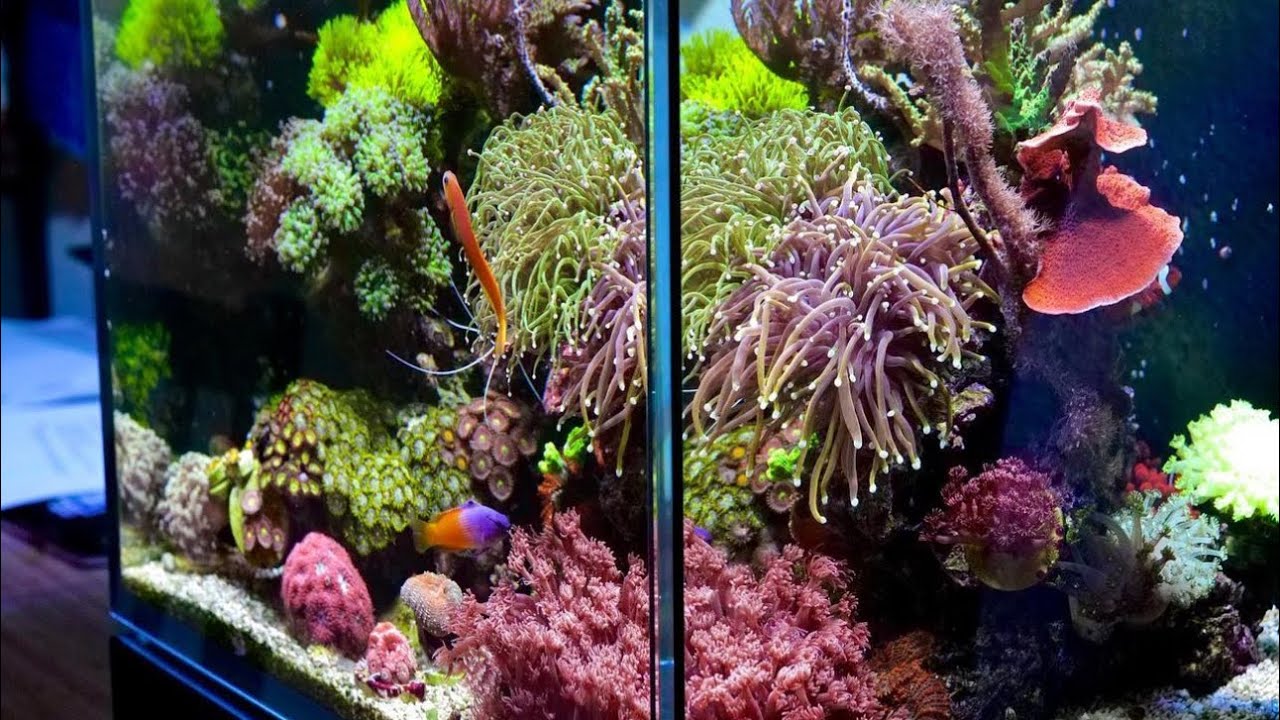 One year old Red Sea Max Nano
