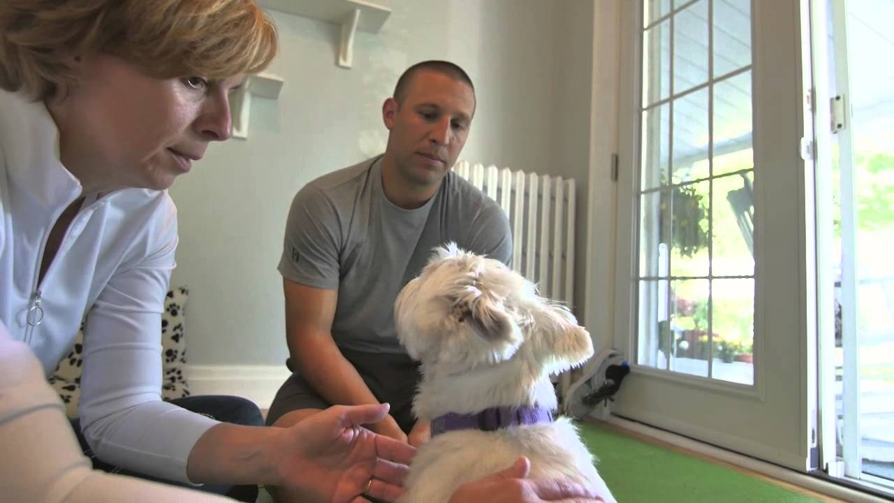 Dog Bowen Therapy ~ First visit ~ animalvitalityplus.com