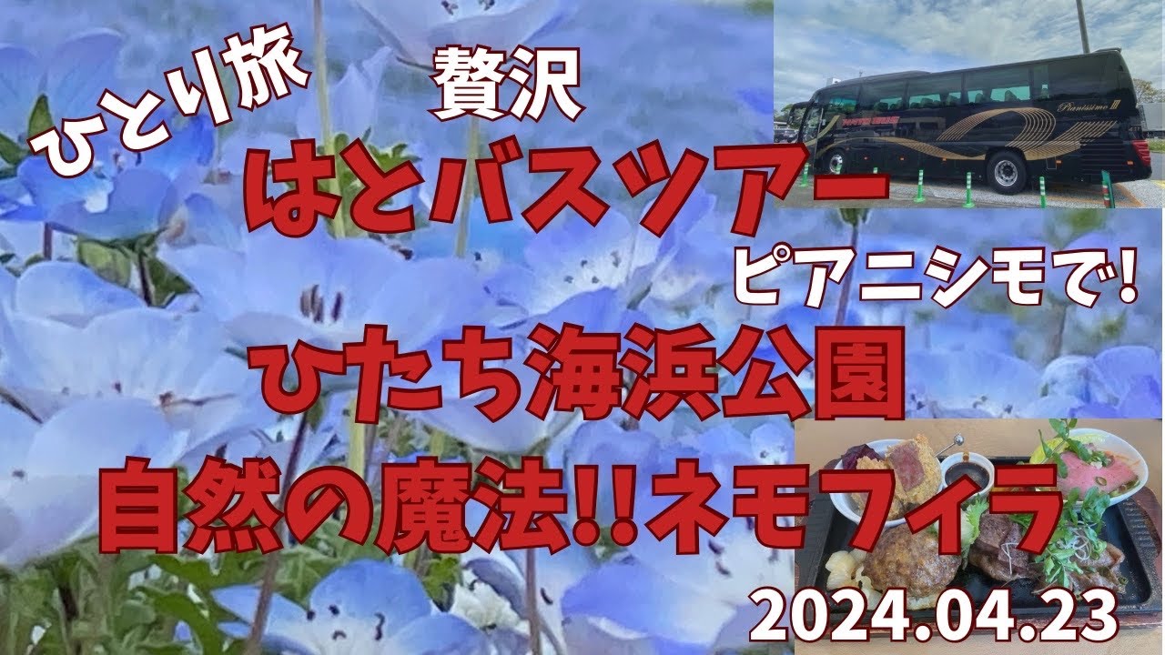 60代【ひとり旅】【ピアニシモ】贅沢【はとバス】【ひたち海浜公園】で見頃の幻想的な【ネモフィラ】の世界へ　贅沢ランチ「レストランイイジマ」で常陸牛５種類盛り合わせ　2024.04.23