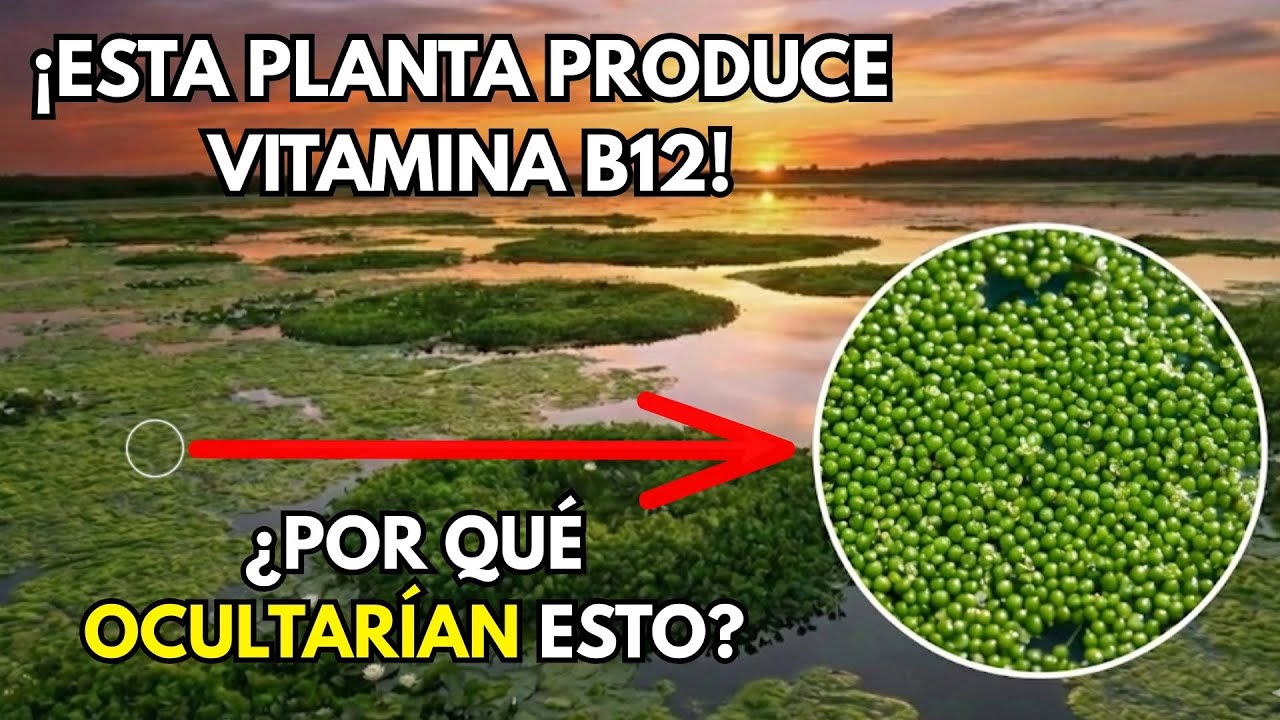 Esta Planta Tiene Más Proteína Que La Carne, Se Duplica Cada 48 Horas Y La Llamaron Espuma Estancada