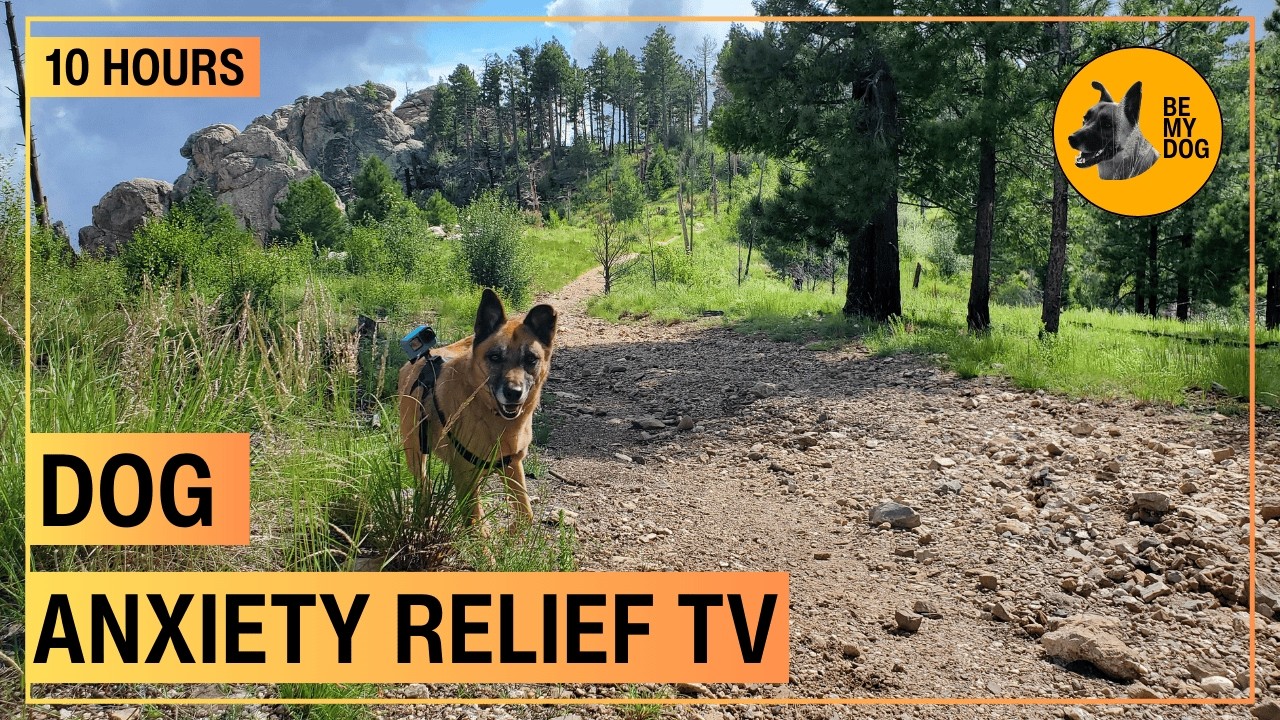 Relaxing TV For Dogs - 10 hours of LOFI and Nature Hikes - Dog POV