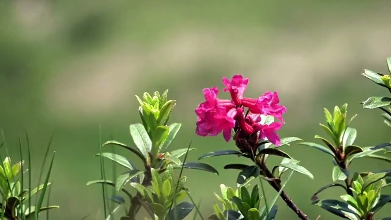 موزيك محلى سه دست ا نصراله واحدى