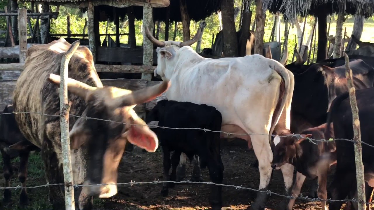 Finca en Cuba