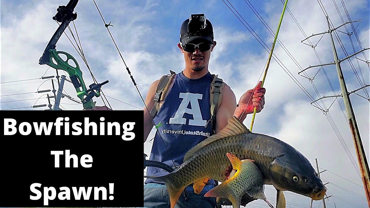 INSANE Carp Spawn Bowfishing! Doubles and Triples! (Utah Bowfishing)