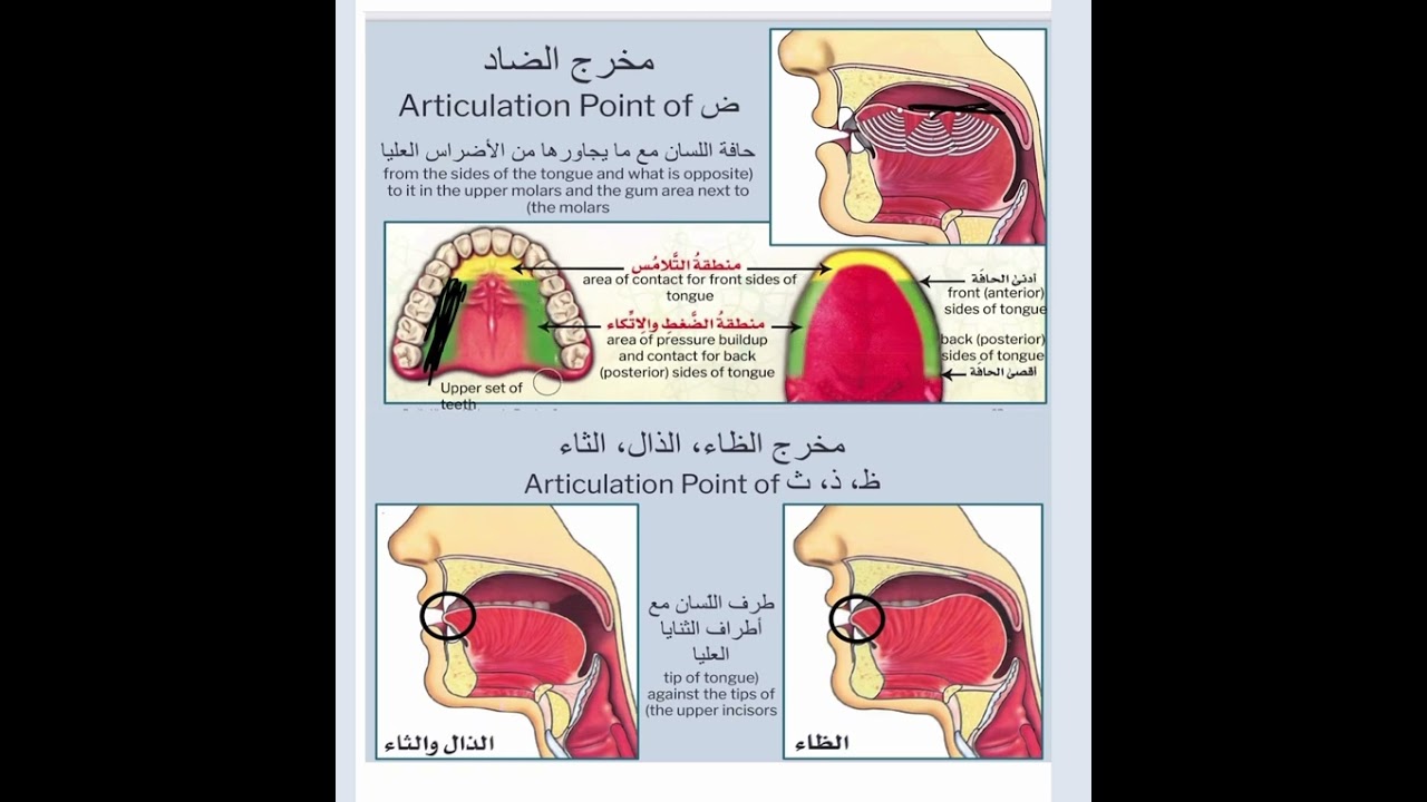 The letter ض and ظ
