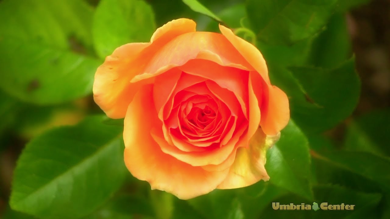 Spello (PG) - The Days of Roses