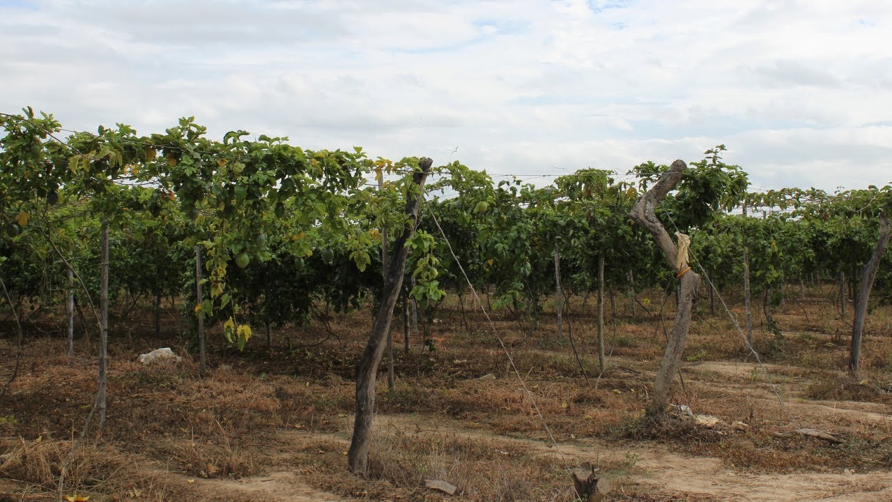 Cultivo de Parchita o Maracuy&aacute;. Parte#4: Construcci&oacute;n del Parral