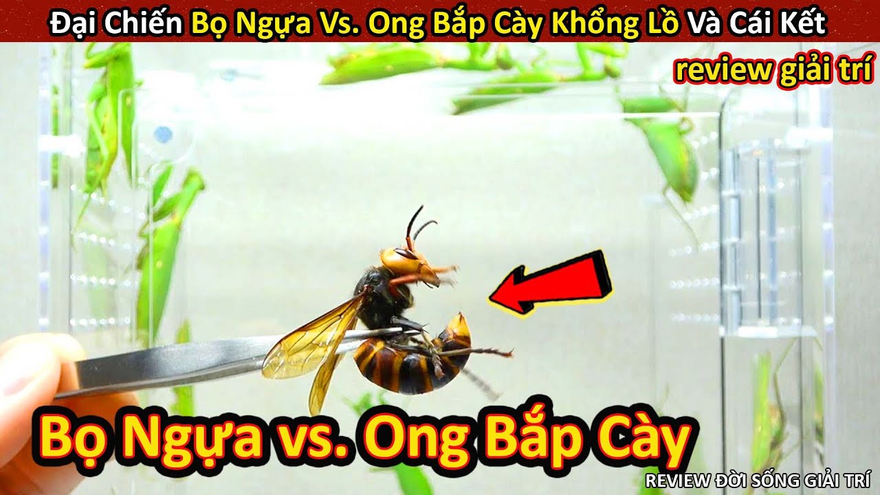Đại Chiến Ong Bắp Cày Khổng Lồ vs. Bọ Ngựa Và Cái Kết Không Ngờ || Review Giải Trí Đời Sống