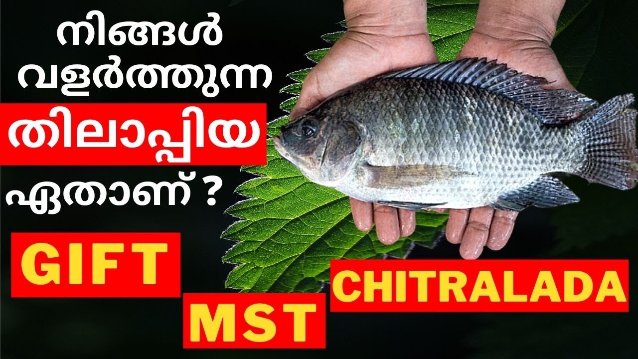വളർത്തുന്ന തിലാപ്പിയ GIFT, MST,  അതോ Chitralda യാണോ | Tilapia Fish Farming in Kerala 2020